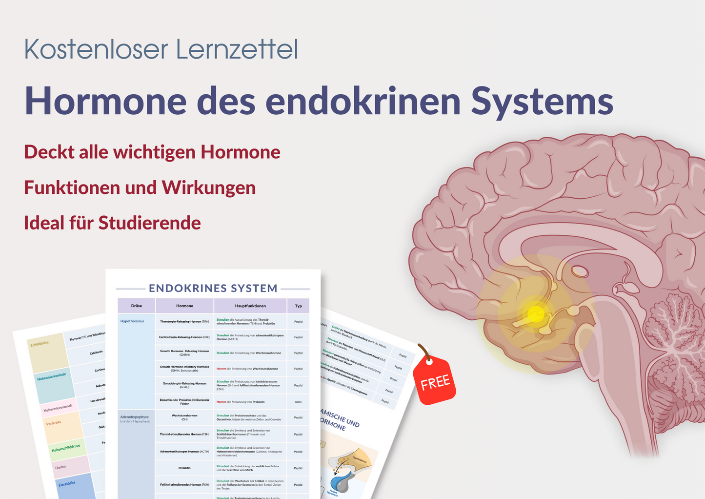 Hormone des endokrinen Systems