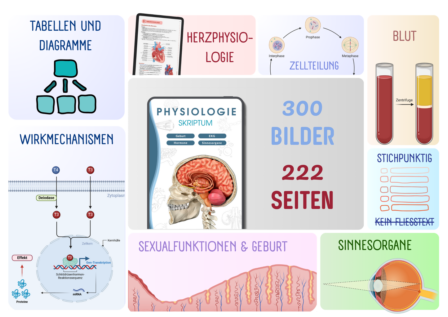 Physiologie Skript