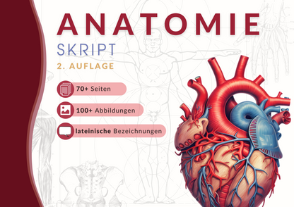 Anatomie Skript