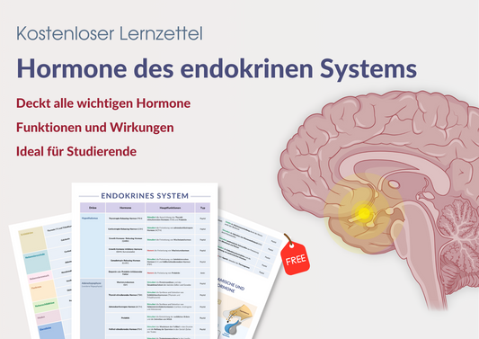 Hormone des endokrinen Systems